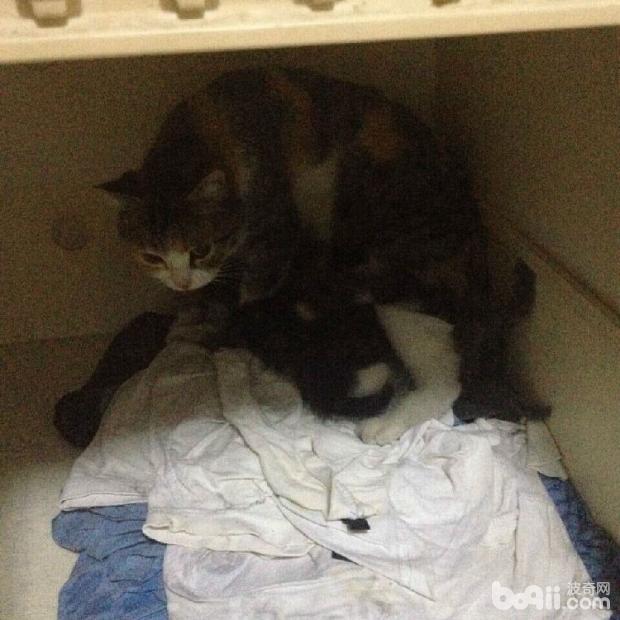 圖2  甚至在哺乳期都無法徹底放松下來的貓咪