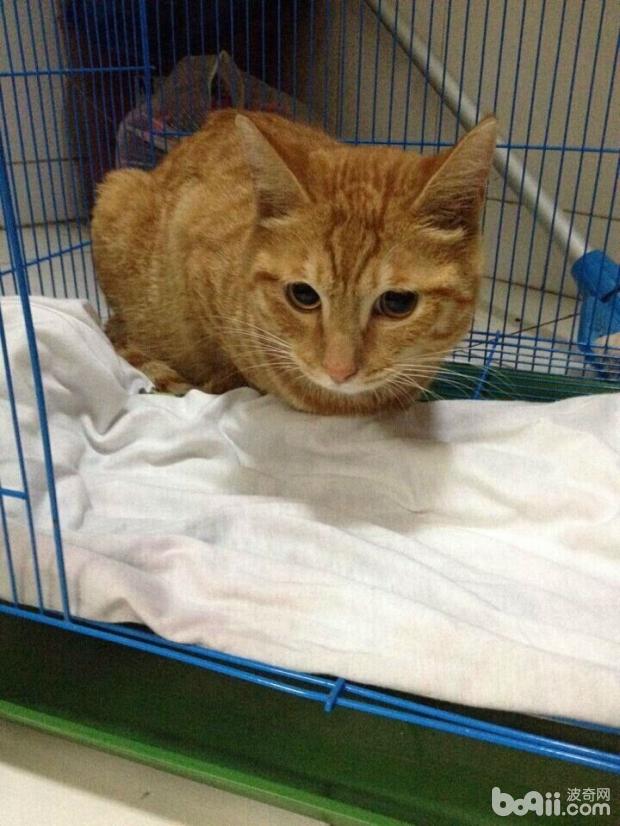 圖3  略顯猶豫的貓咪