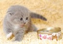 如何訓練貓咪和幼犬相處