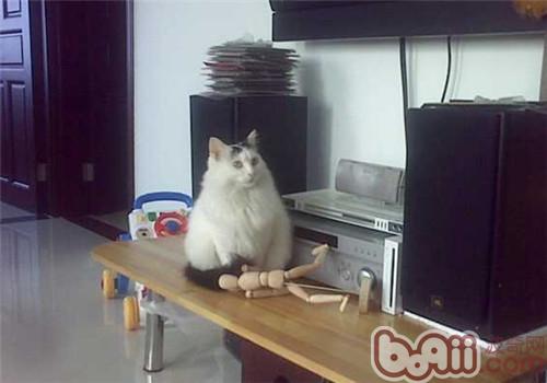 貓咪
