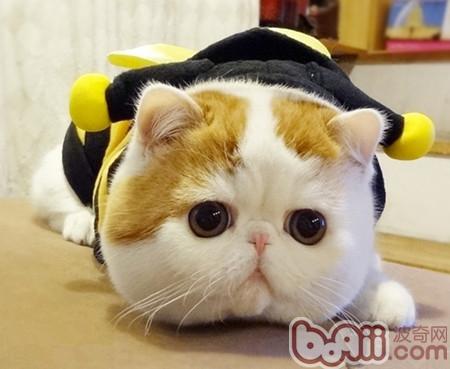 加菲貓
