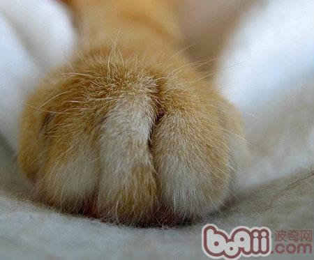 貓爪子