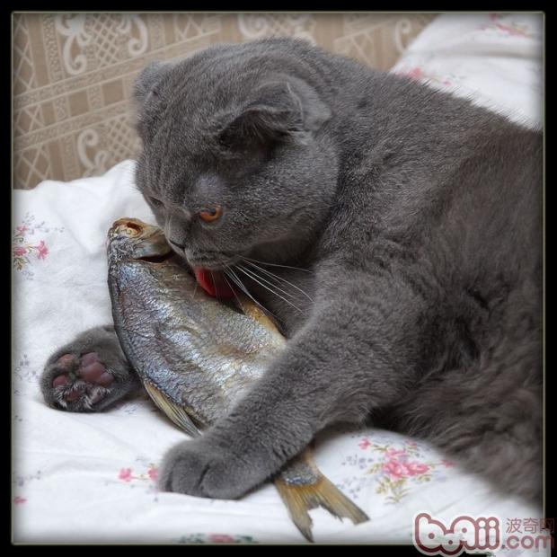 英國短毛貓
