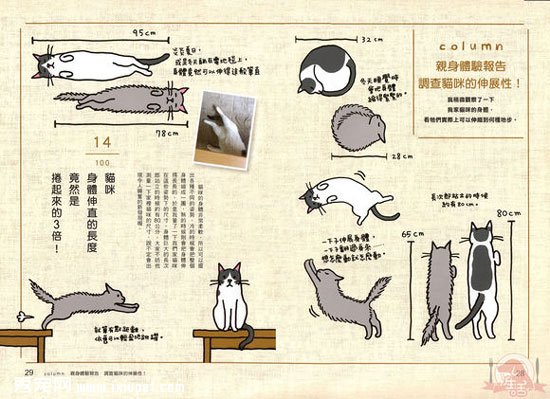 《貓奴必懂的100個喵喵秘密》圖書介紹