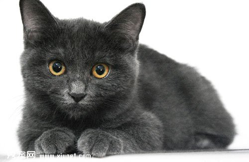 飼養寵物貓貓的家庭有那些家具不適合購買