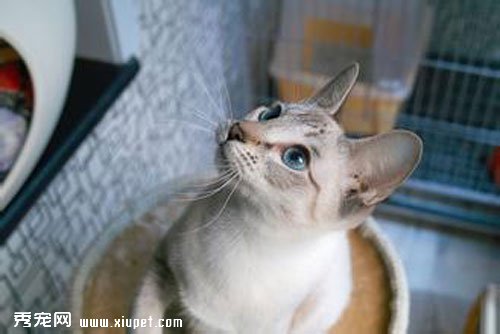 暹羅貓日常飼養及維護