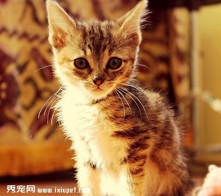 給貓咪洗澡應該注意什麼？