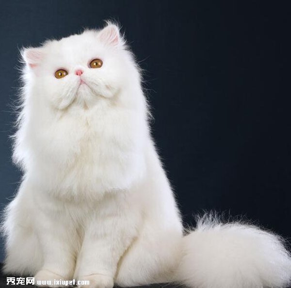 貓
