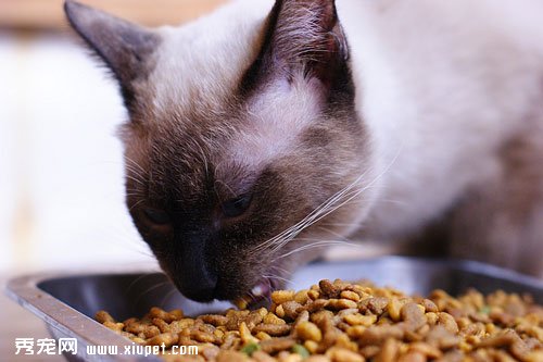 暹羅貓0-1歲的飼養