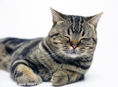 新手飼養貓咪需要准備哪些必需品？
