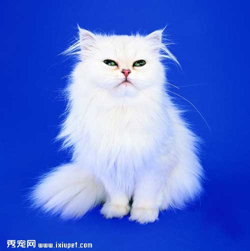 波斯貓的生活習性和選擇標准【圖】
