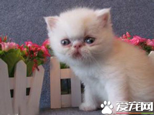 母貓發情有什麼表現 母貓發情什麼症狀