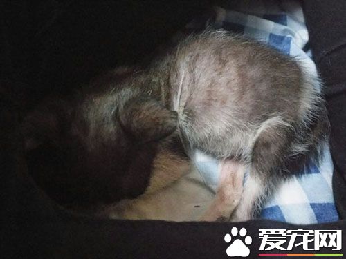 貓幾個月發情 貓咪2周歲以上就有生育能力