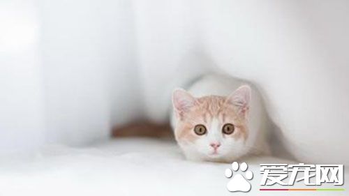 怎麼制止貓發情 主人應對母貓發情措施