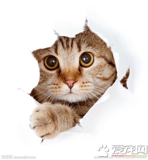 貓有問題怎麼辦 貓有問題的三種主要原因