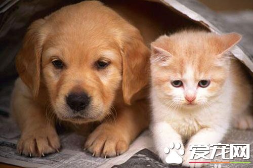 貓和狗可以一起養嗎 貓狗共處品種很重要