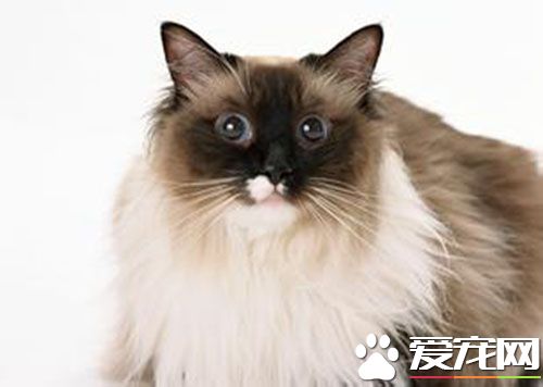 母貓發情的表現 母貓發情有什麼特征