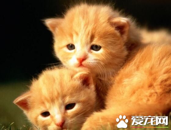 貓咪怎麼養 小貓的正確飼養方法及注意什麼