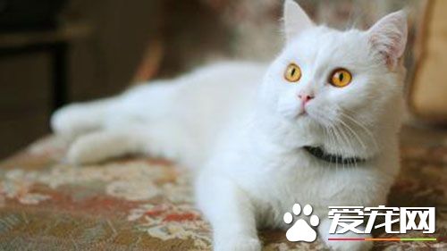 母貓發情時間 貓發情前期持續1到3天左右