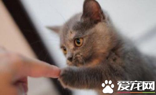 怎麼去貓尿味 可以往地毯上撒些小蘇打
