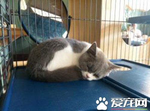 給貓做絕育手術多少錢 一般是在160-300元之間