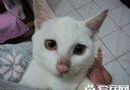 母貓發情怎麼制止 主人應對母貓發情措施
