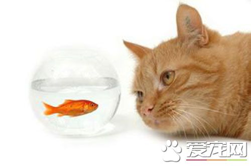 家裡的貓發情了怎麼辦 貓發情亂叫怎麼辦