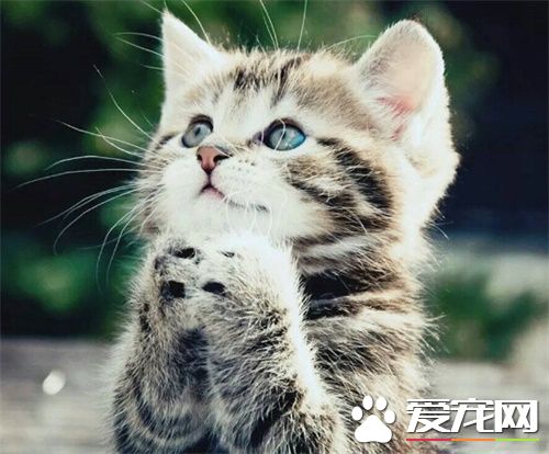 貓指甲剪多少 剪到接近粉紅色嫩肉的部分