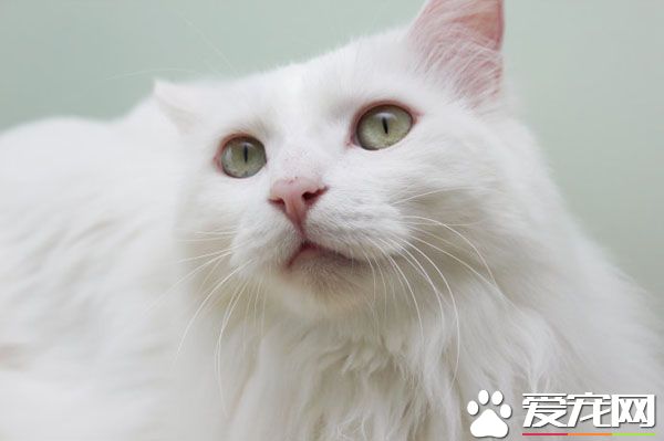 寵物貓寄養價格 不同地區價格不一樣