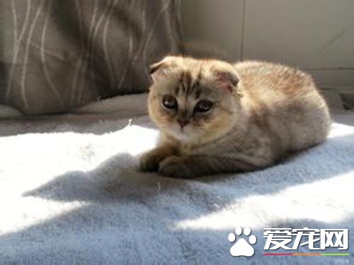 貓多大會開始發情 貓發情什麼時候交配