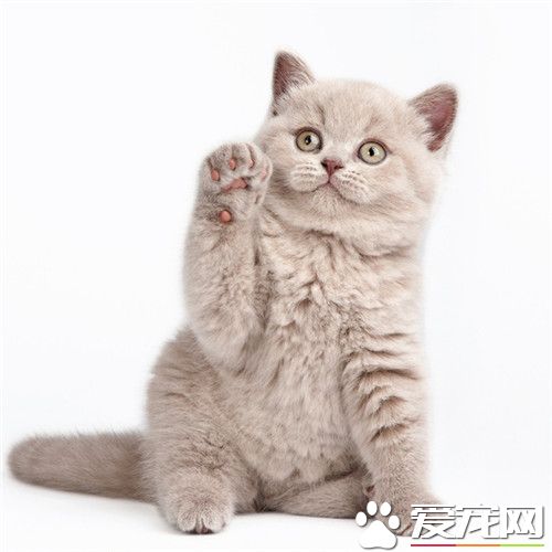 小貓發情怎麼辦 貓發情安慰貓的方法