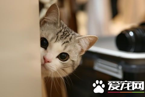 怎麼幫貓洗澡 貓健康狀態不佳時不宜洗澡
