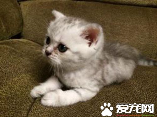 貓為什麼要舔毛 可以很好的幫助身軀散熱