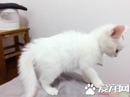 怎麼能讓貓發情 貓發情到底是怎麼樣的