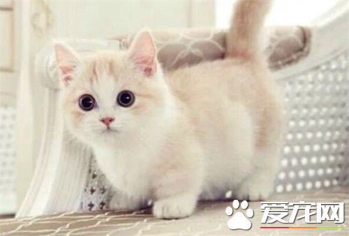 哪種貓廁所好用 如何訓練貓咪使用貓廁所