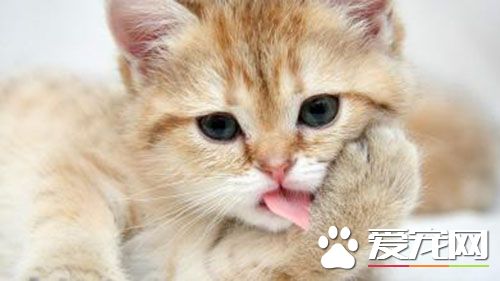 母貓發情什麼樣 貓什麼時候開始發情