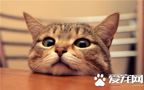 貓沒精神怎麼辦 貓咪沒有精神的原因