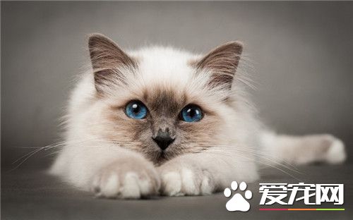 貓的尾巴有什麼用 抓貓尾巴有什麼後果
