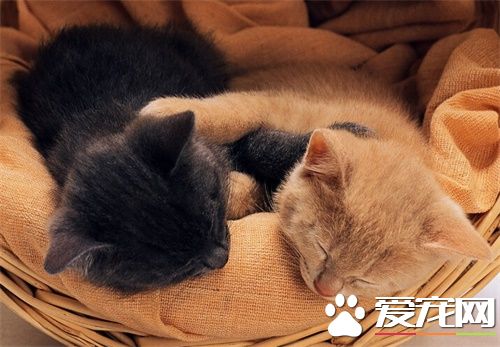 貓老叫怎麼辦 首先需要判斷小貓叫的原因