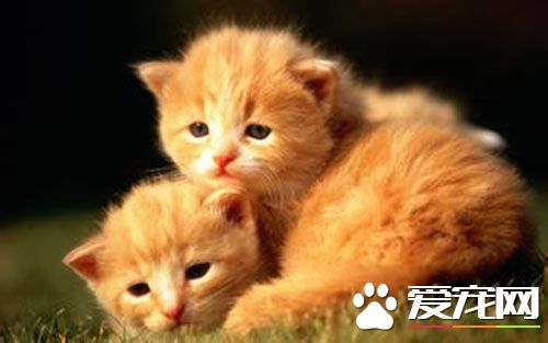 如何讓母貓盡快發情 母貓發情流血嗎