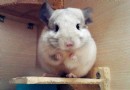龍貓飼養,給龍貓洗澡需要知道什麼