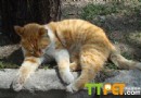 流浪動物：它們的歸宿在哪裡？