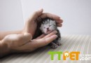 沒牙的小貓喂養方法