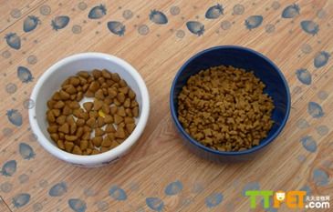 英國短毛貓吃什麼貓糧好