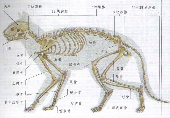 貓狗骨頭斷