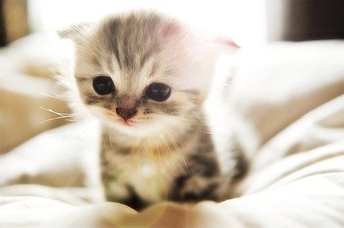 小貓