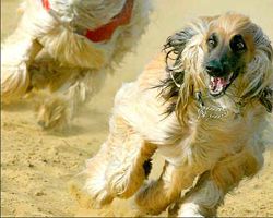 阿富汗獵犬
