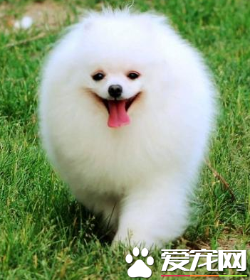 博美犬不能吃什麼,博美犬智商