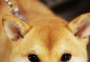 關於秋田犬名字的來源,秋田犬可以多吃肉類食物嗎