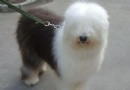 古代牧羊犬挑食的處理方法,古代牧羊犬拉肚子